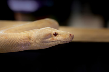  Snake in the frame on the left. There are areas posing text. with copy space.