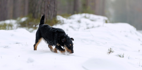 Jagdterrier in the winter forest, on the snow.