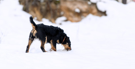 Jagdterrier in the winter forest, on the snow.