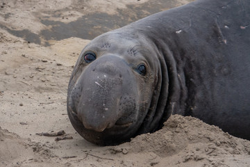 Northern Elephant Seals (Mirounga angustirostris) on the beach during mating season, at Ano Nuevo State Park and preserve, along the Pacific Coast of California, in Pescadero.  