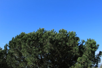 Obraz premium Silueta de pino