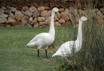 Naklejka premium goose and goslings