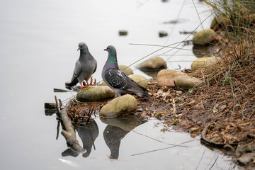 pigeon on the lake