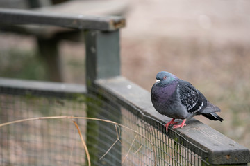 pigeon in front of a wall
