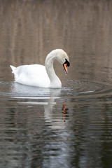 Fototapeta premium swan on the lake