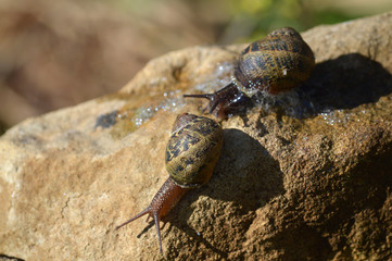 Close-up of Two Beautiful Snail on a Stone, Nature, Macro