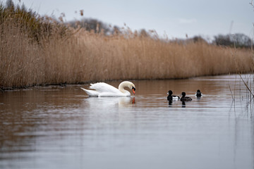swans on the lake