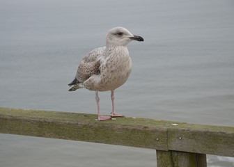 Seemöwe auf Geländer der Seebrücke am Meer
