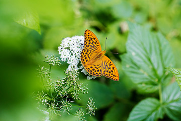 Kaisermantel auf Schafgarbenblüte