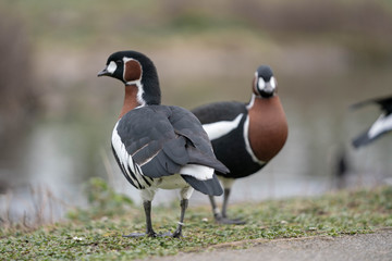 ducks on the grass