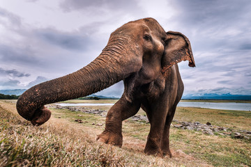 Fototapeta na wymiar Elephant at Sri Lanka National Park