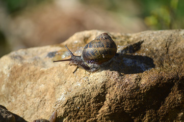 Close-up of a Beautiful Snail on a Stone, Nature, Macro