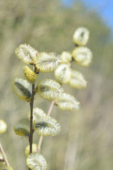 Blooming willow with fluffy flowers close up
