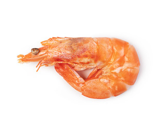 shrimp