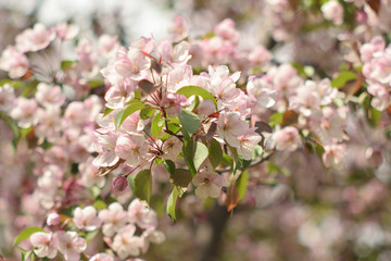 apple flowers in spring