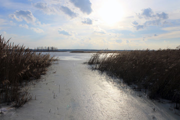 reeds and ice