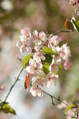 apple flowers in spring