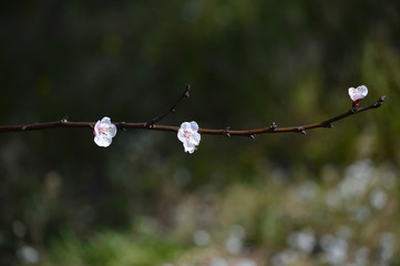 Close-up of White Apricot Blossom, Nature, Macro