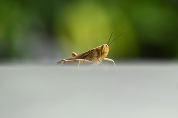 Grasshoppers are herbivorous insects that have antennas and are generally winged