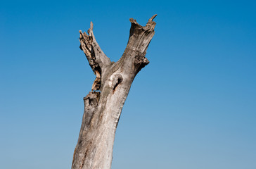 dead wooden old tree on blue sky like in desert dryness lack of water climate change