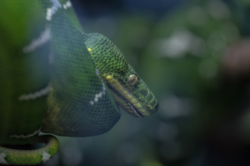 green snake macro