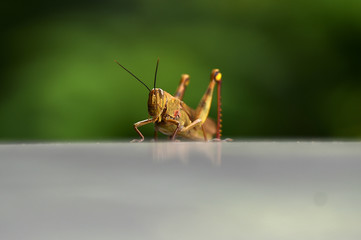 Grasshoppers are herbivorous insects that have antennas and are generally winged