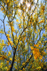 Yellow Blooming Trees
