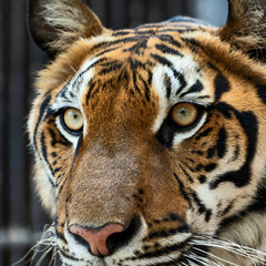 Portrait of tiger.