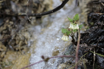 spring flowers on the background of a small waterfall