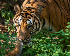 Portrait of tiger.