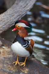 Mandarin Duck (Aix galericulata).