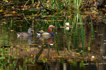 Mandarin Duck (Aix galericulata).