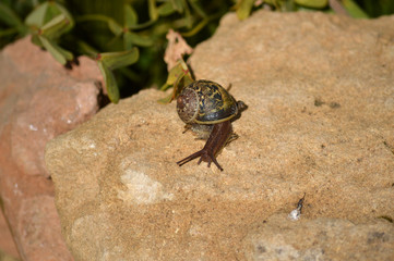 Close-up of a Beautiful Snail on a Stone, Nature, Macro