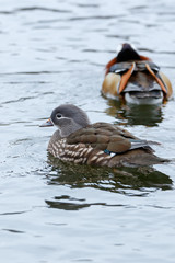 Mandarin Duck (Aix galericulata).
