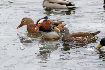 Mandarin Duck (Aix galericulata).