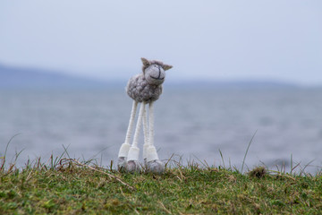  Woolly sheep toy on the beach, Atlantic Ocean in background