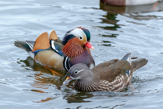 Mandarin Duck (Aix Galericulata).