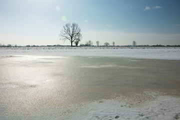 Frozen water and snow in the meadow, lonely tree on the horizon and cloudless sky