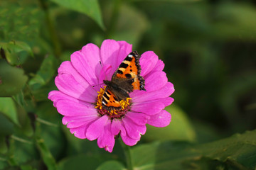 Fototapeta na wymiar Butterfly on flower. Beautiful nature background concept.