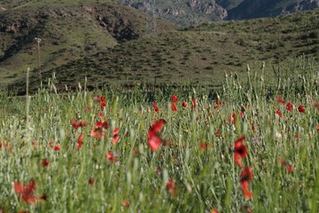 red poppy flower garden.turkey 