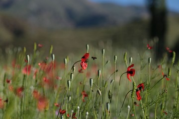 red poppy flower garden.turkey 