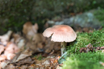 Mushroom in the woods