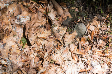 Land in the forest texture