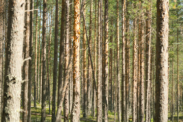 Pine forest. Beautiful morning view and sun rays in the pine forest.