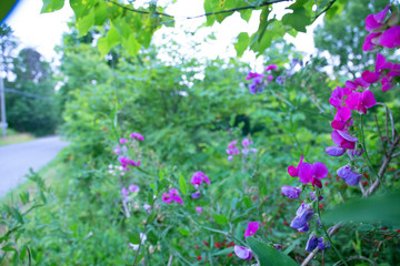 Wild Snapdragons along the roadside 