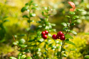 Red berries of cowberry in the forest.