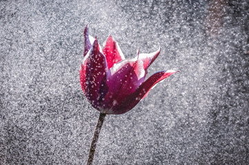 tulipan3 © byMishka