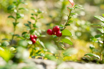 Red berries of cowberry in the forest.