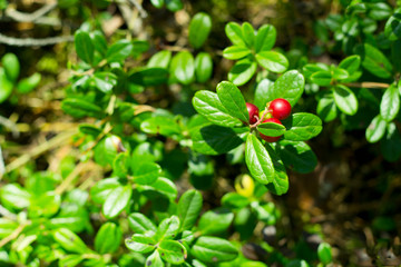 Red berries of cowberry in the forest.