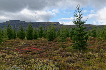Landschaft in der Nähe des Geysirs, Island